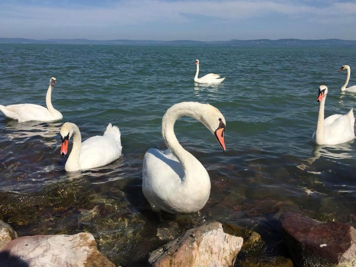 Balatonföldvár Zawia Apartman 아파트 외부 사진